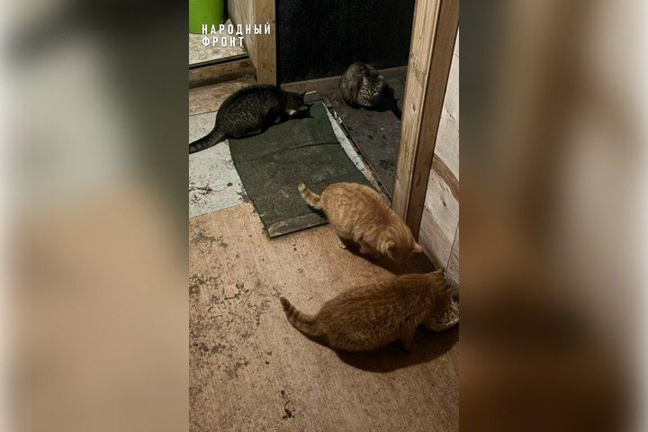 ���������� ����� �������� ����� �������� �������� �� ����������