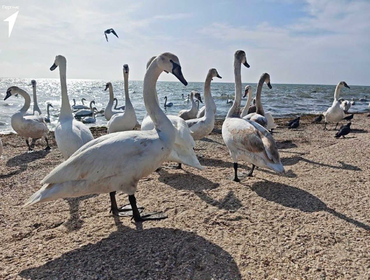 Активисты Скадовского округа провели подкормку зимующих птиц на берегу Черного моря
