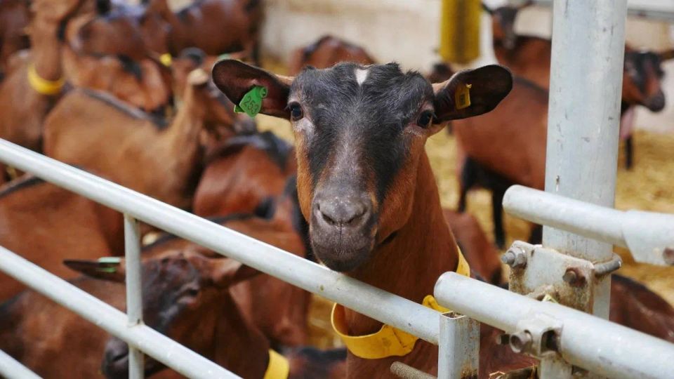 ����� ���������� ��������� �������� �� ����� ���������� ��� � ������������ ���������