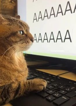 Молчаливый крик души. #Коты @NSDVKhersone ПОДПИСАТЬСЯ