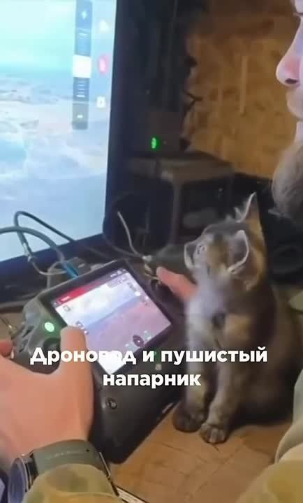 ���������, �������� �������������