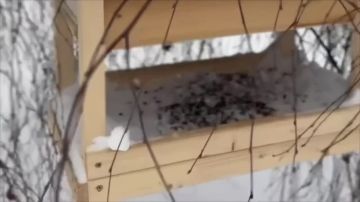 Птичьи вечеринки в Троицке