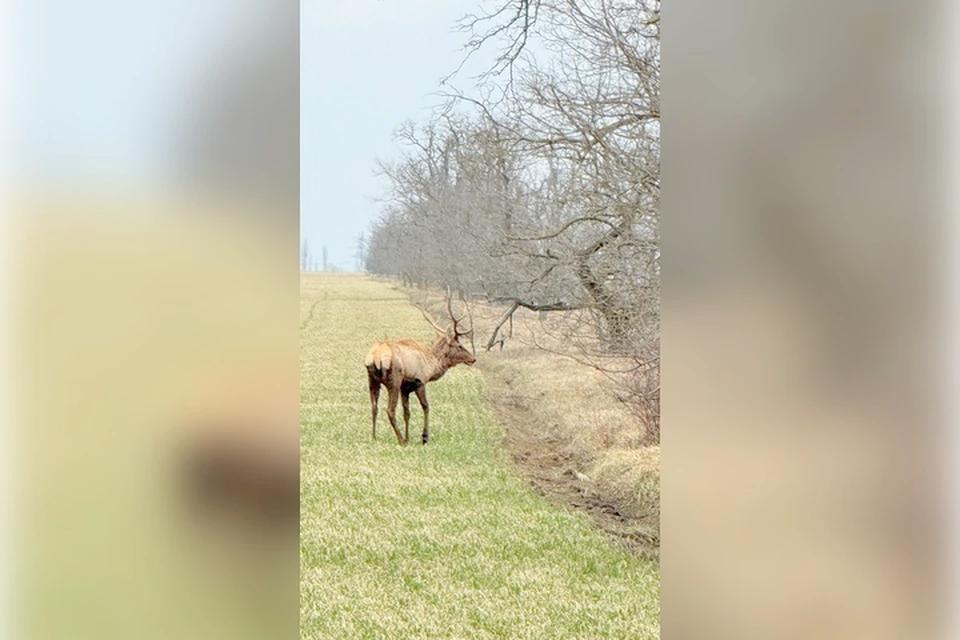 В Херсонской области заметили свободно гуляющих оленей