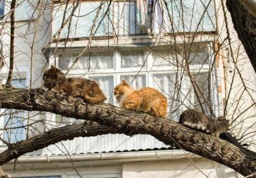 ����� ����������� �����