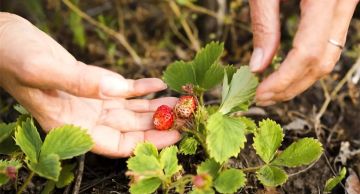 ����������� �����-������������� ������� ��������� ������� ������ ������� ���������, ���������� � ���������� �������