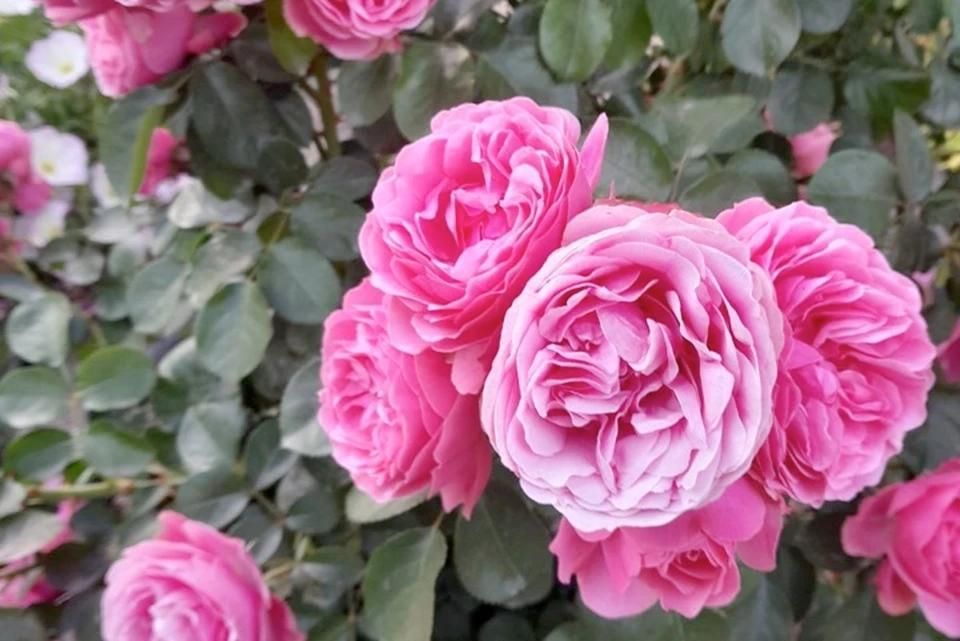 Прогноз погоды на 7 марта в Херсонской области