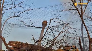 ������������ 49-� ������������� ����� ���������� ����� ��������� ���������� ��� �� ������ ������ ������