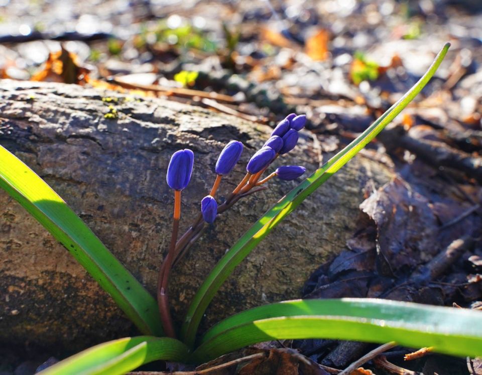 Немного красоты в ленту