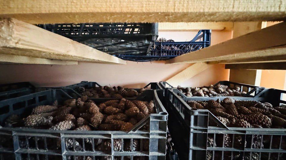 Голопристанский лесхоз заготавливает семена сосны крымской