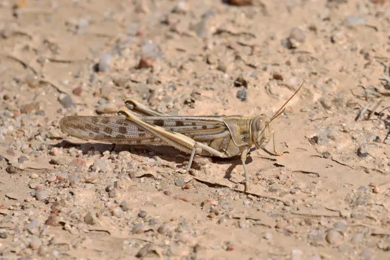 В Донбассе и на Херсонщине значительных рисков по саранче не ожидают