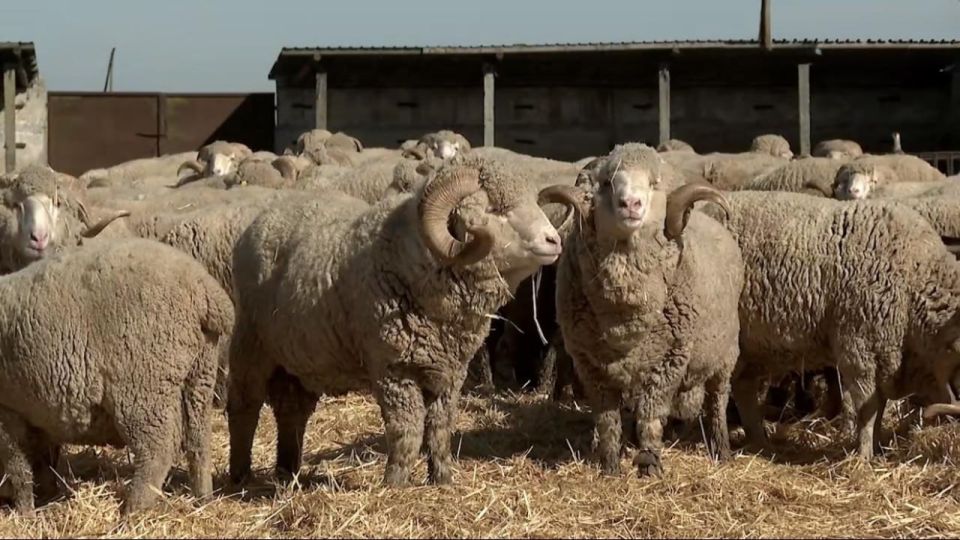 Поголовье овец в Херсонской области пополняется асканийскими мериносами