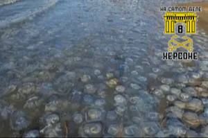 Азовское море станет источником ценного сырья для медицины