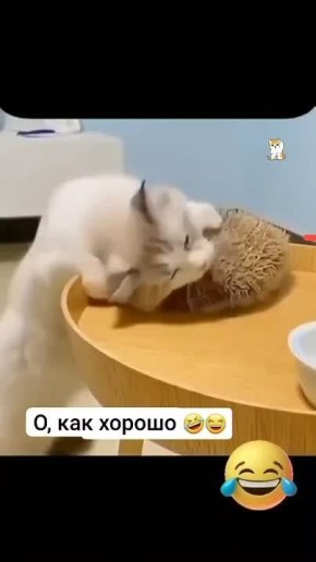 "О, живая щётка!". #Коты @NSDVKhersone ПОДПИСАТЬСЯ