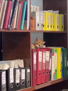 Главный бухгалтер. #Коты @NSDVKhersone ПОДПИСАТЬСЯ