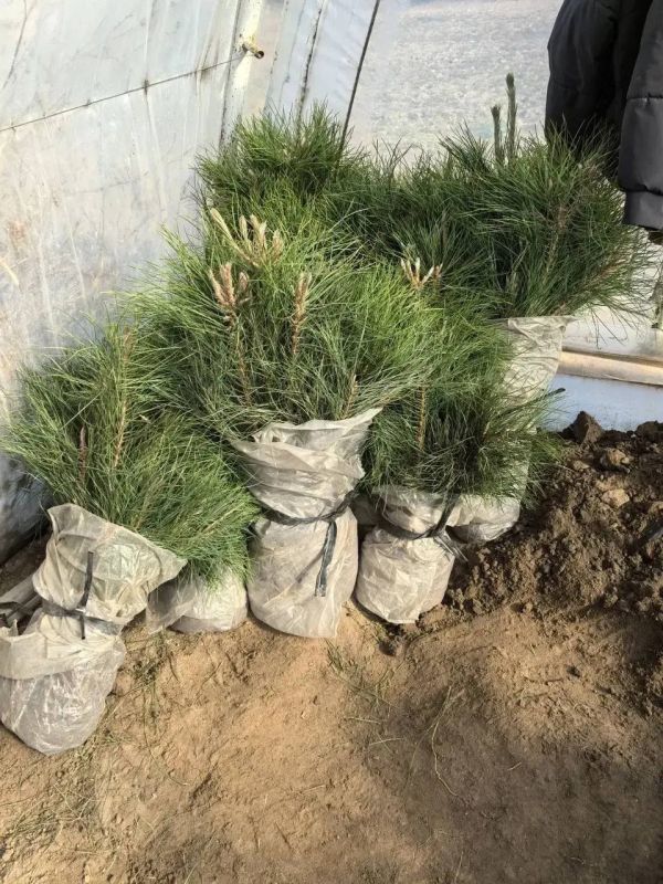 ����������� ���������������� ������� ���������� � ������������������ � ���������� �������