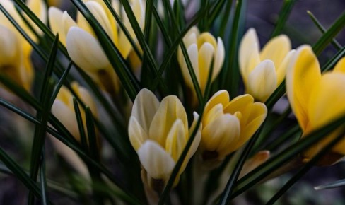 Весна набирает обороты в нашем Херсоне: в городе уже расцвели крокусы, душистая фиалка, седум, маргаритки и весенняя пшина