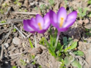 Игорь Кастюкевич: В Херсонской области уже первые цветы распускаются…