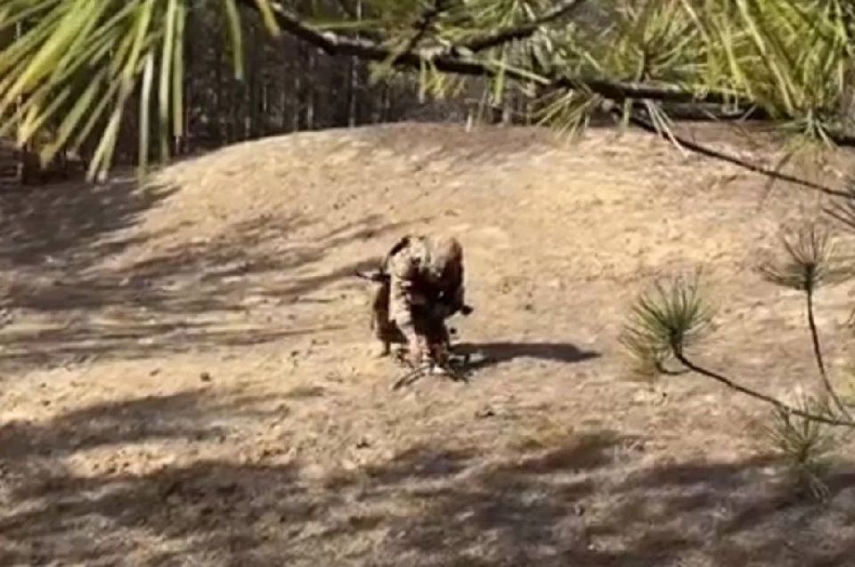 Сокрушительный ответ «птицам» ВСУ