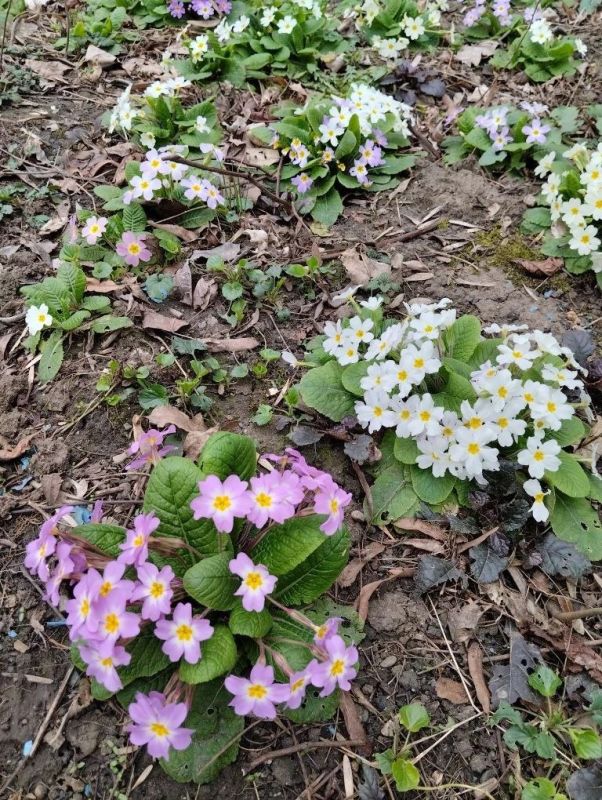 ������ ����, ��������� �����!