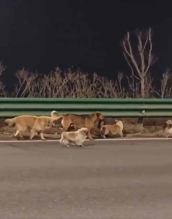 Похищенные в Китае собаки сбежали от воров и вместе вернулись к хозяевам, пройдя по трассе 17 км