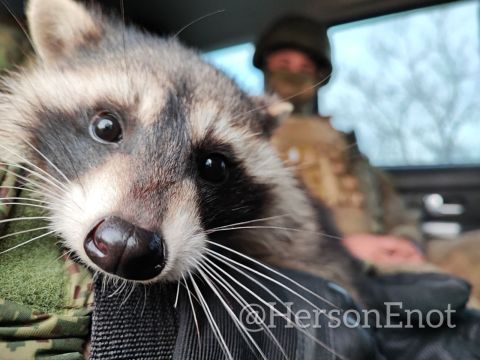 Енот из Херсона: Военнослужащие ВСУ!. Остановите бессмысленное кровопролитие