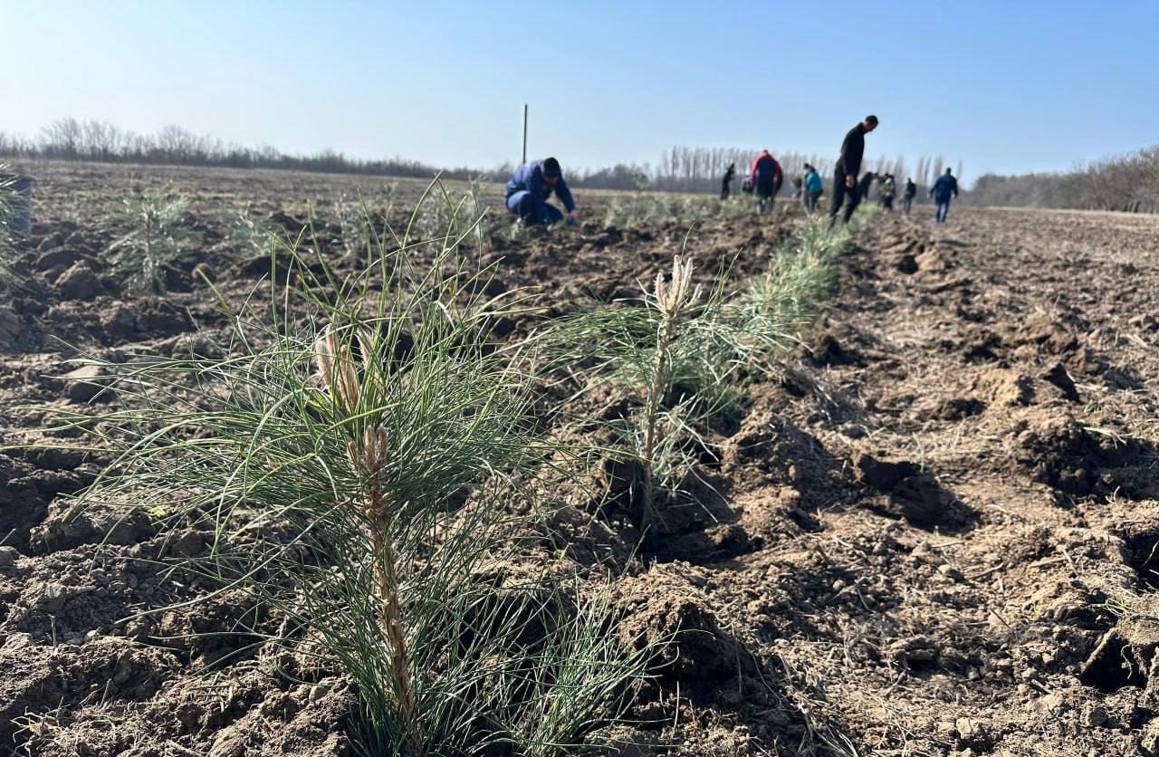 Лесхоз высадил более 35 тысяч саженцев крымской сосны