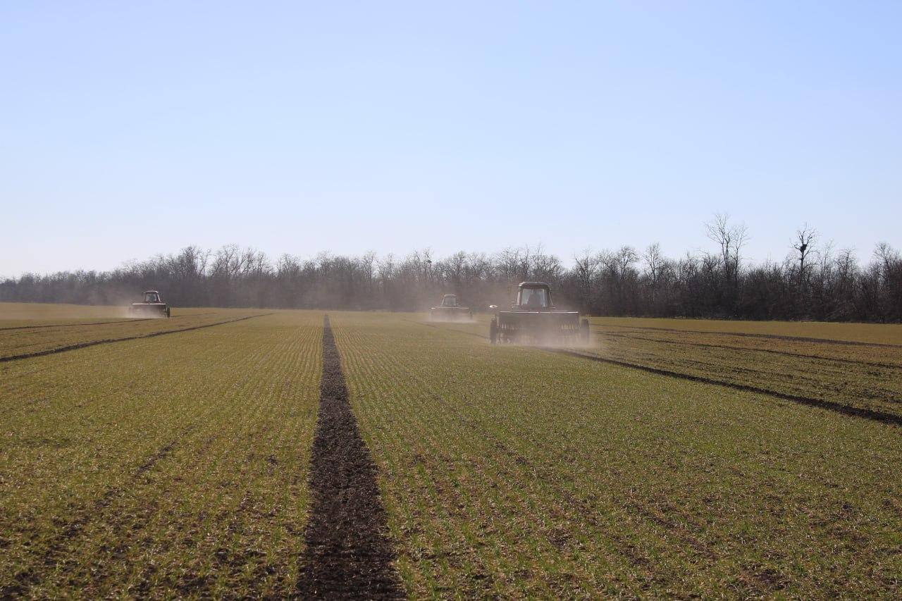 В Херсонской области оценили состояние озимых