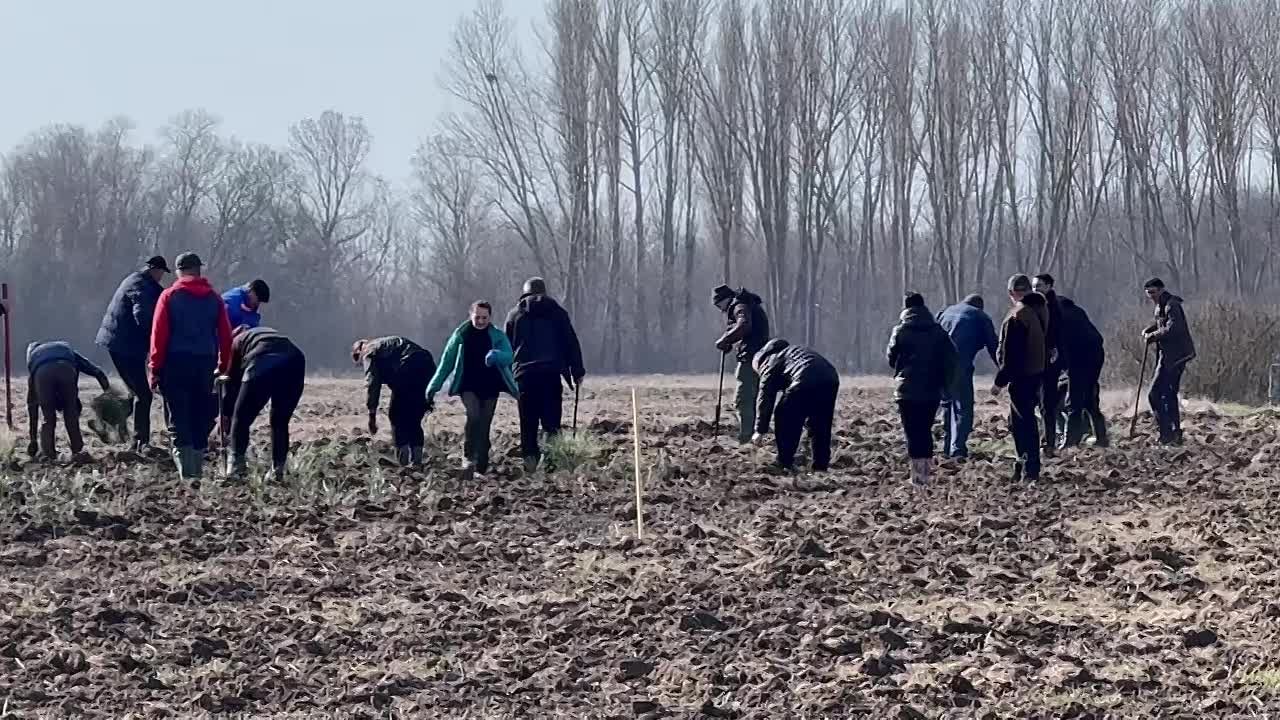 35 тысяч саженцев сосны Крымской высадил Голопристанский лесхоз в рамках весенней кампании