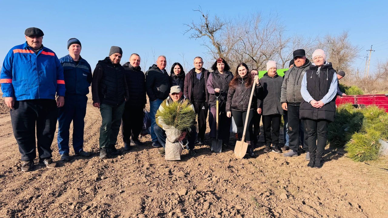 Порядка 35 тысяч саженцев крымской сосны высадил Голопристанский лесхоз в рамках кампании по лесовосстановлению