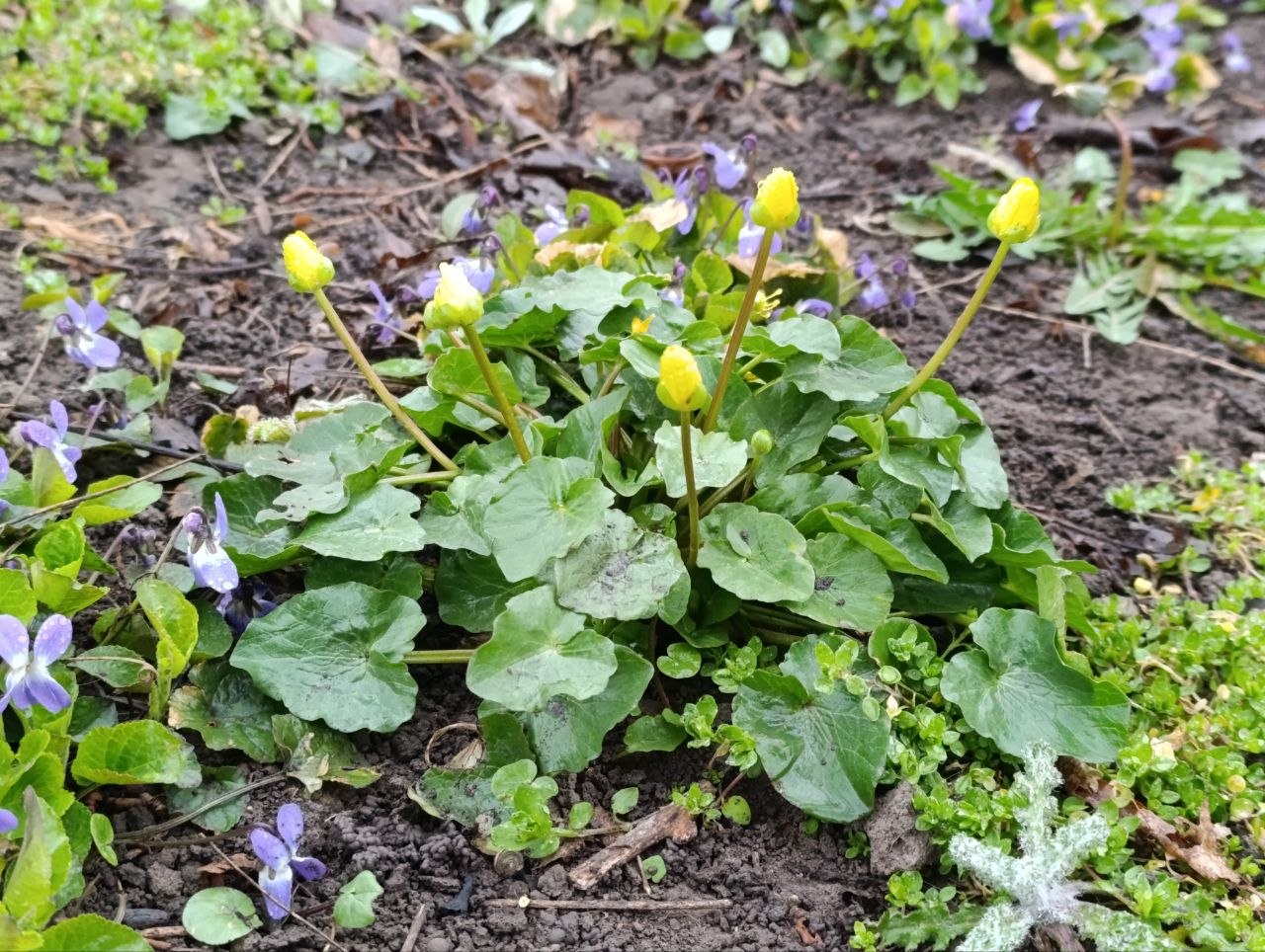 Доброе субботнее утро!. Пусть суббота вас порадует теплом, яркими цветочными впечатлениями и удивительно-легкими ароматами весеннего воздуха