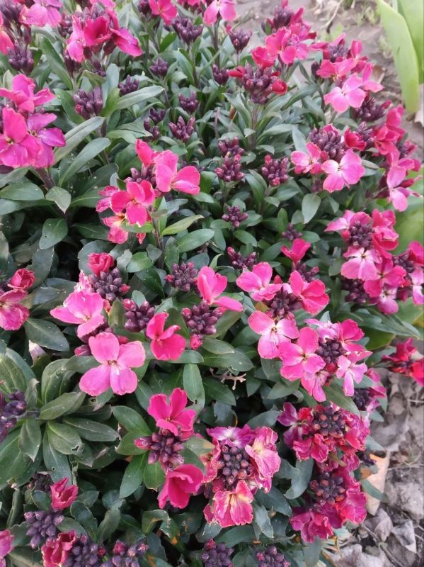 ���� ��������: ������ ����, ������ � ����� ����������� ������!