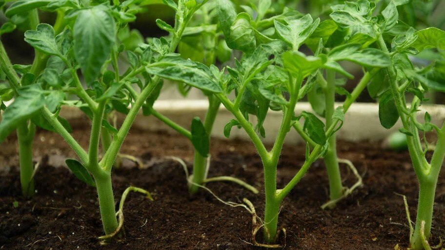 Сажать нельзя ждать: эксперт рассказал об идеальном времени для высадки томатов