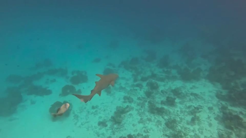 ����-������� � ��������� ��������� ������, �� ���������� �������� ����� �� ���������