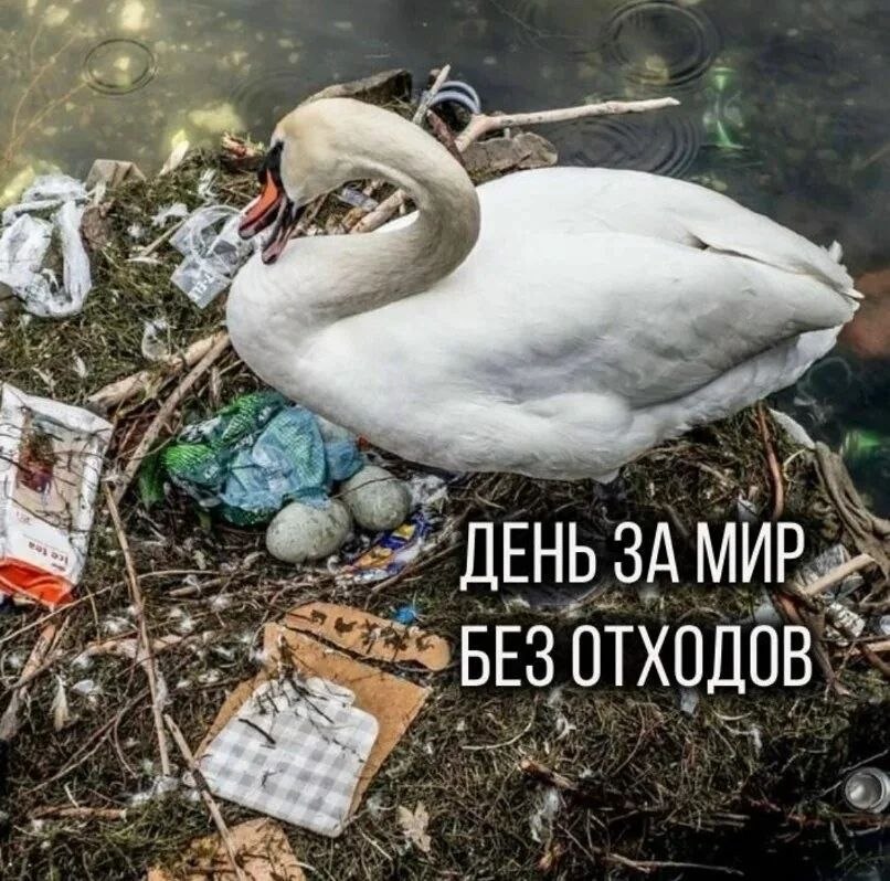 Международный день за мир без отходов