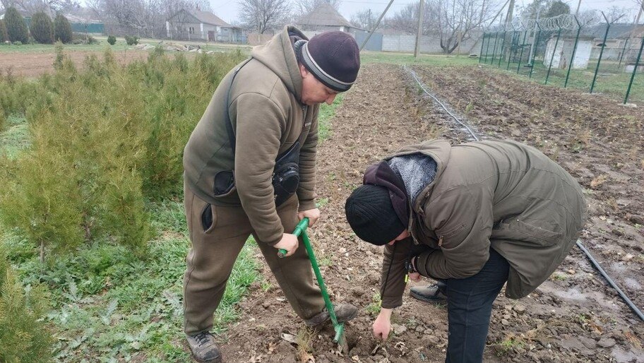 В Новотроицком лесхозе высадили сеянцы туи на специальном участке для доращивания