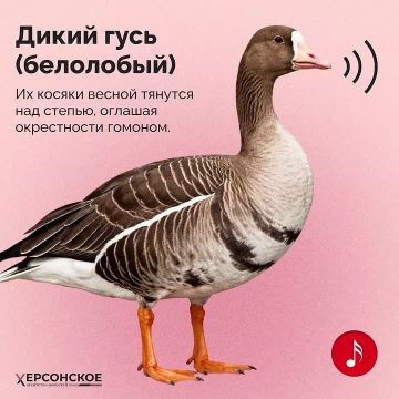 ������ ������� �����������, ����� ���������� ����� ������! � ������ � ������� ���������� ������� �������� ���������� �������, ���� � ������-����������. ������� ����������� � ��������� �������� ������� � � ������������� ����...