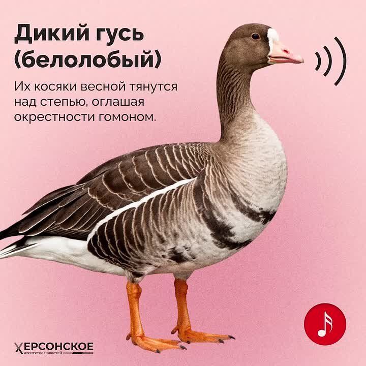 ������ ������� �����������, ����� ���������� ����� ������! � ������ � ������� ���������� ������� �������� ���������� �������, ���� � ������-����������. ������� ����������� � ��������� �������� ������� � � ������������� ����...