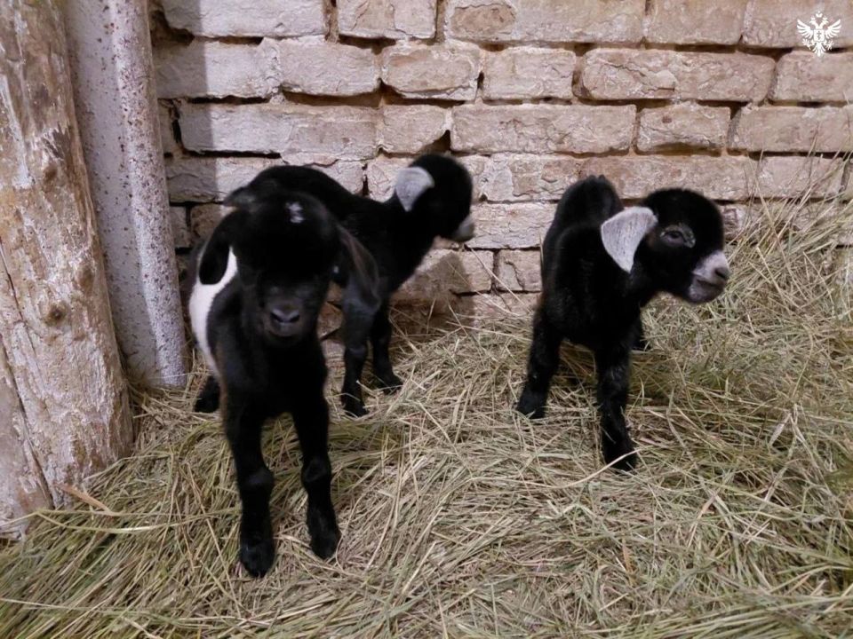 � ��������-���� ����������: � ����������� ���� �������� ���� ������