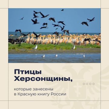 Владимир Сальдо в Международный день птиц отметил, что Херсонщина играет ключевую роль для пернатых