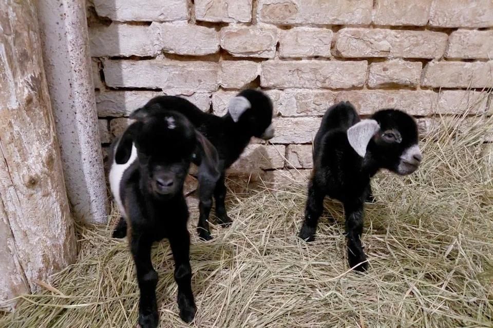 � ����������� ��������-���� ���������� �������� ���� ������� ����������� ����