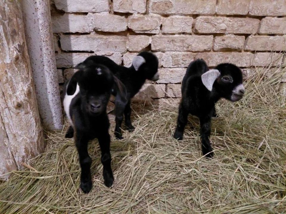 В «Аскании-Нова» пополнение: у камерунской козы родились трое козлят