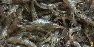 ���������� ��� ����� �������� ���� ������� ������� �� ���������� ������ ������������ ��������