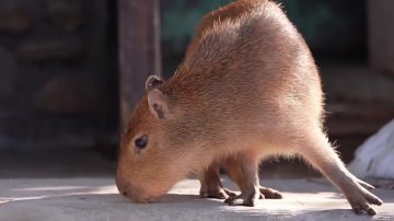 �������� ����������� �������� ����� �� �������� ���������� ����� ����