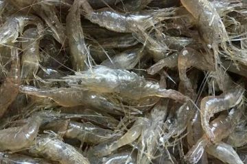 ���� ������� ���������� �������� ����� �� ����� �������� �� 620 ����� ������