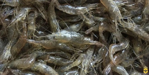 ���������� ��� ����� �������� ���� ������� ������� �� ���������� ������ ������������ ��������