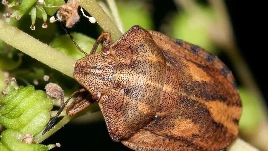 ������� ���������. � ���������� ������� ������������ � �������������� ������