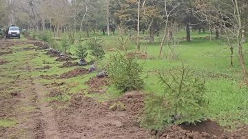 Месячник благоустройства в Скадовске: посадка деревьев в парке «Молодёжный»