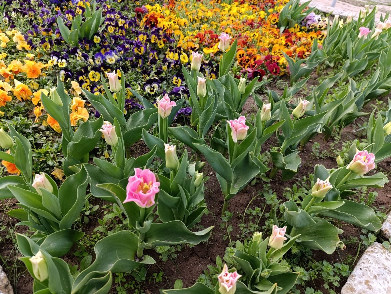 Доброе утро!. Сегодня нас ждет не просто воскресенье, а замечательный весенний день, полный ярких цветочных красок и головокружительных ароматов от цветущих деревьев
