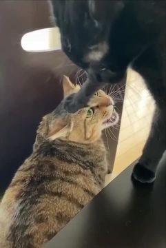 Кте здесь главный? Кто главный, я тебя спрашиваю!