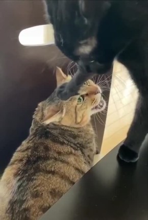 ��� ����� �������? ��� �������, � ���� ���������!